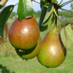 Kriauše Bonne-Louise