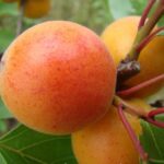 Abrikosas early orange