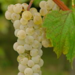 Vynine vynuoge muskat