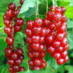 Olandu didieji raudonieji