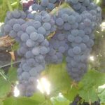 Vynine vynuoge Alfa