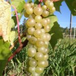 Vynine vynuoge - Aurora