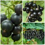 bona juodieji serbentai