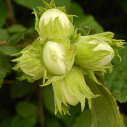 Lazdynas heles milžinai