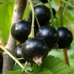 juodieji serbentai chernyj zhemchiug