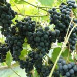 Vynuoge juodupė