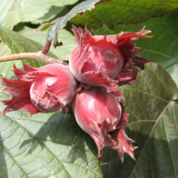 Lazdynas maskovskaja rubin