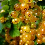 Olandu geltonieji serbentai