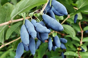 Valgomasis sausmedis