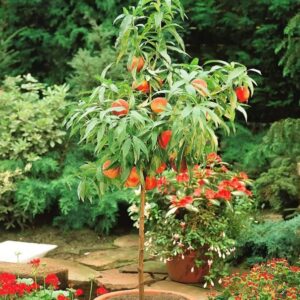 Honey Gold persikas Karlikinis